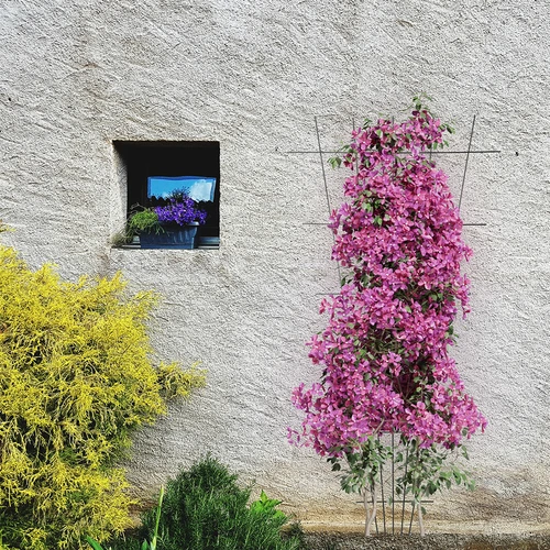 Atrama augalams - siaurėjanti sodo grotelė 150 x 75cm - 4