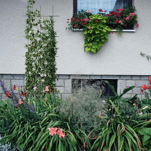 Augalų atrama - sodo grotelės 150 x 45cm - 4