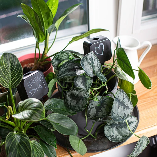 Augalų laistymo įtaisas – juoda lentelė, 200 ml - 10