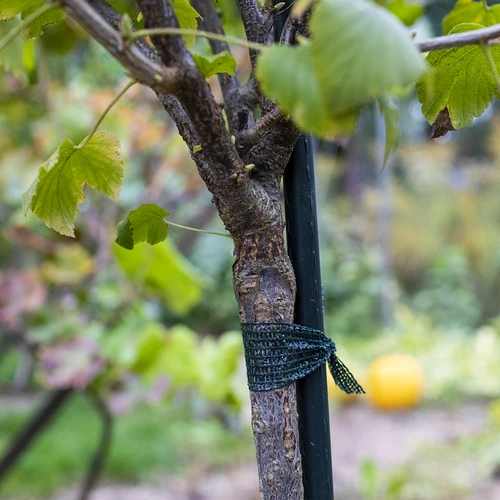 Augalų rišimo PE juosta 3 cm x 50 m - 3