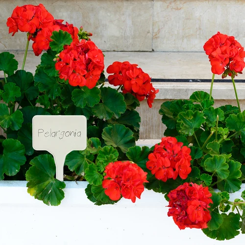 Augalų žymėjimo lentelės + pieštukas, mišrus rinkinys 10+20 vnt. - 9