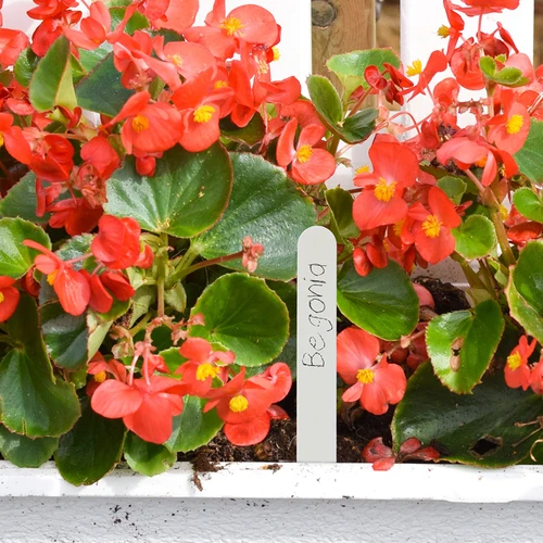 Augalų žymėjimo lentelės + pieštukas, mišrus rinkinys 10+20 vnt. - 8