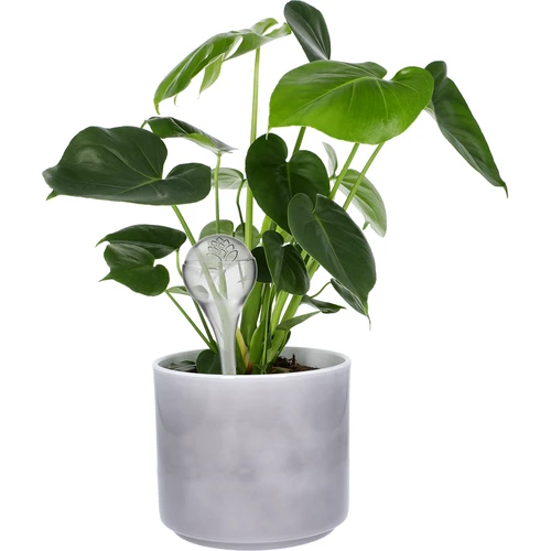 Augalams skirti laistymo kamuoliukai, skaidrūs, 400 ml, 2 vnt. - 7