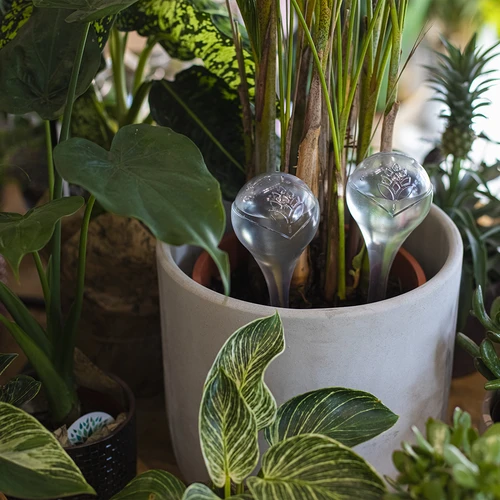 Augalams skirti laistymo kamuoliukai, skaidrūs, 400 ml, 2 vnt. - 9