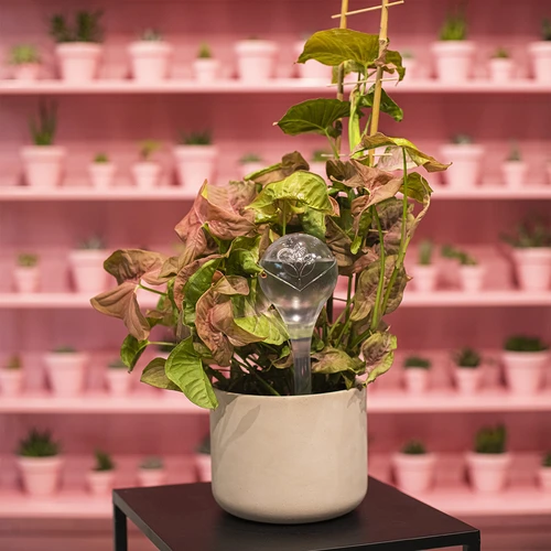 Augalams skirti laistymo kamuoliukai, skaidrūs, 400 ml, 2 vnt. - 13