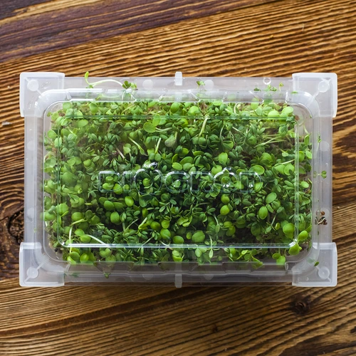 Daigyklė Zielona Czuprynka su ridikėlių sėklomis - 16