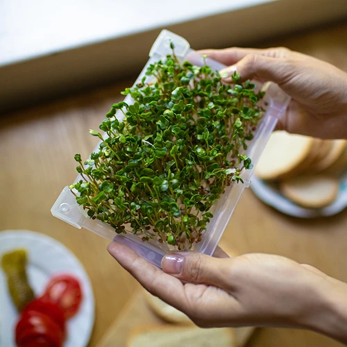 Daigyklė Zielona Czuprynka su ridikėlių sėklomis - 14