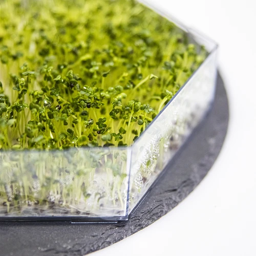 Daugiapakopė daigyklė Niezłe Ziółko su ridikėlių sėklomis - 12