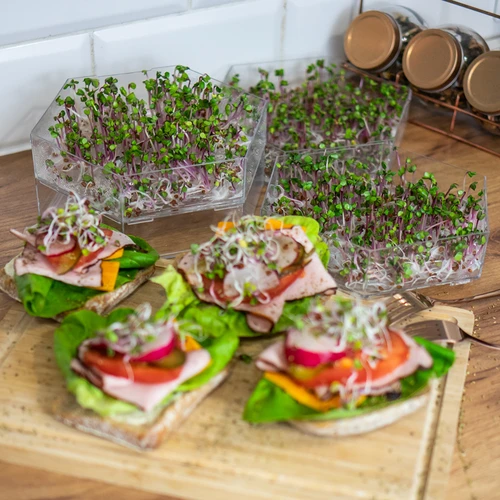 Daugiapakopė daigyklė Niezłe Ziółko su ridikėlių sėklomis - 15