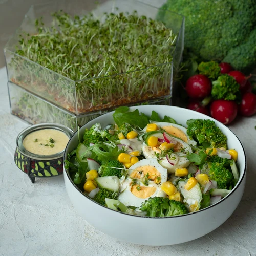 Daugiapakopė daigyklė Niezłe Ziółko su ridikėlių sėklomis - 13