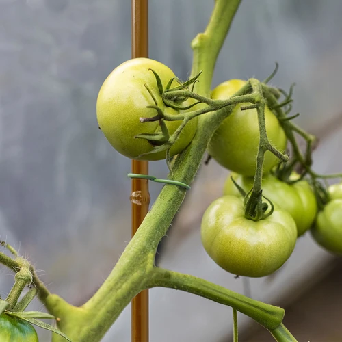 Dengta plieninė bambuko formos atrama, 90 cm x 8 mm - 5