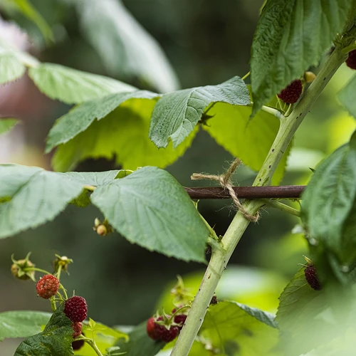 Džiuto virvelė 2 mm/110 m/250 g - 9