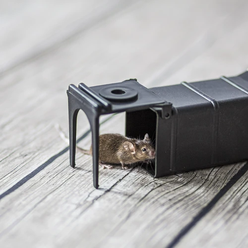 Gaudyklė pelėms - gyvagaudė - 8