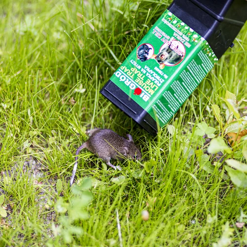 Gaudyklė pelėms - gyvagaudė - 10