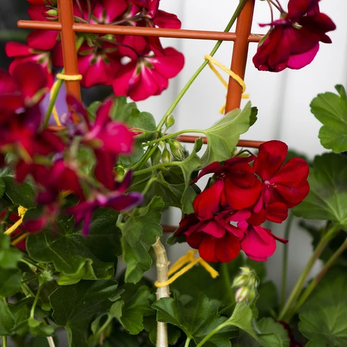 Geltona medvilninė virvelė 2 mm/55 m/100 g - 11