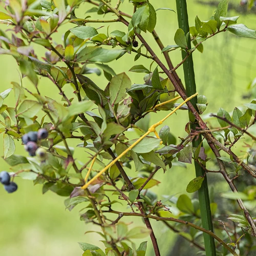Geltona medvilninė virvelė 2 mm/55 m/100 g - 8