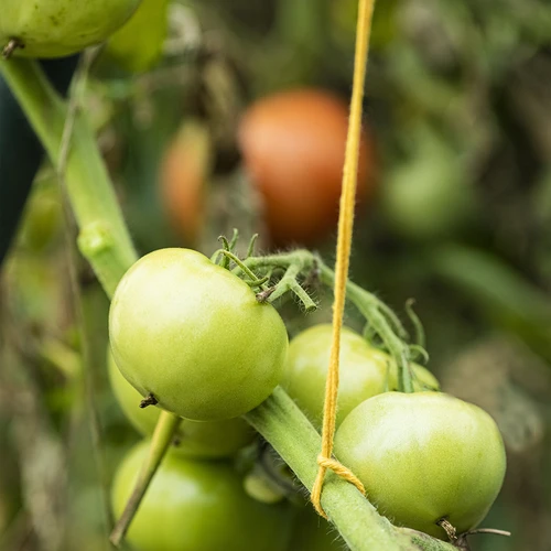 Geltona medvilninė virvelė 2 mm/55 m/100 g - 10