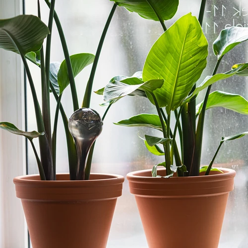 Laistymo burbulai augalams, permatomi juodi, 400 ml, 2 vnt. - 9