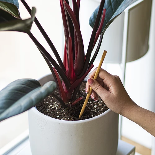 Laistymo burbulai augalams, permatomi juodi, 400 ml, 2 vnt. - 8