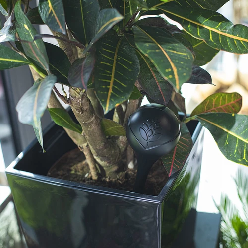 Laistymo burbulas augalams, juodas matinis, su keraminiu smaigaliu (pakuotėje) 400 ml - 11