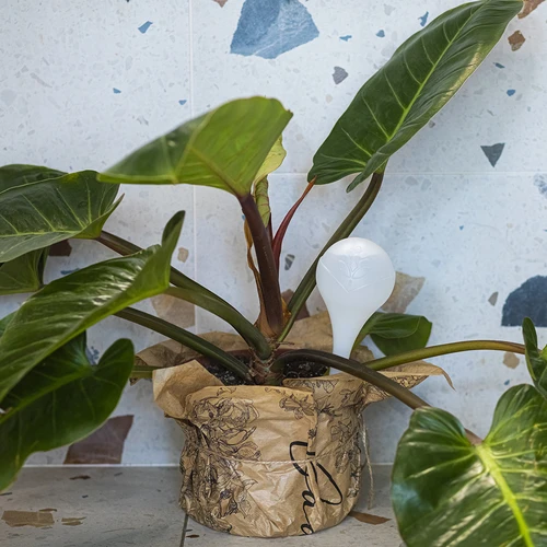 Laistymo kamuoliai augalams, balti, pusiau permatomi, 400 ml, 4 vnt. - 9