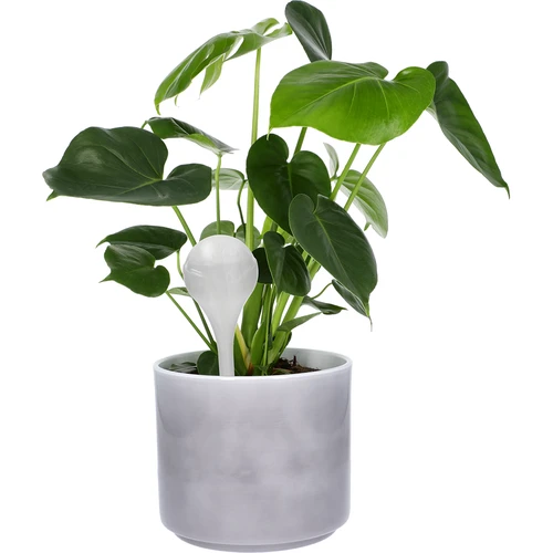 Laistymo kamuoliai augalams, balti, pusiau permatomi, 400 ml, 4 vnt. - 6