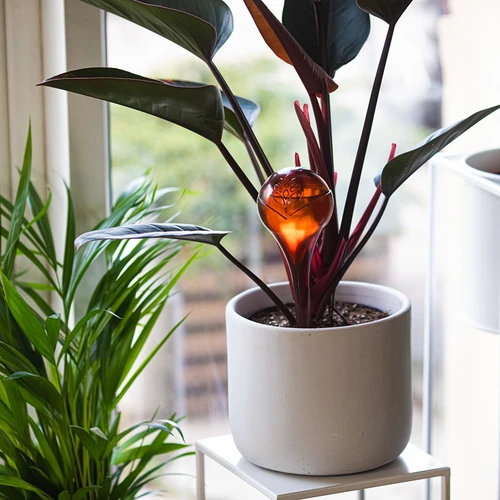 Laistymo kamuoliai augalams, skaidrūs, gintaro atspalvio, 400 ml, 4 vnt. - 8