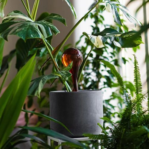 Laistymo kamuoliai augalams, skaidrūs, gintaro atspalvio, 400 ml, 4 vnt. - 9