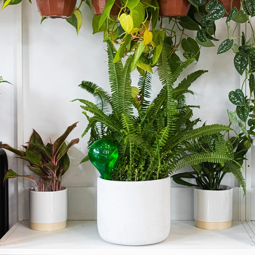 Laistymo kamuoliukai augalams, permatomi žali, 400 ml, 2 vnt. - 12