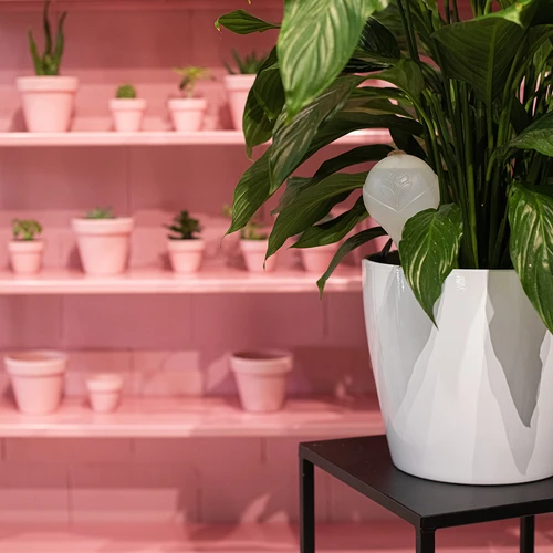 Laistymo rutuliai augalams, balti pusiau permatomi su kamščiu, 400 ml, 4 vnt. - 12