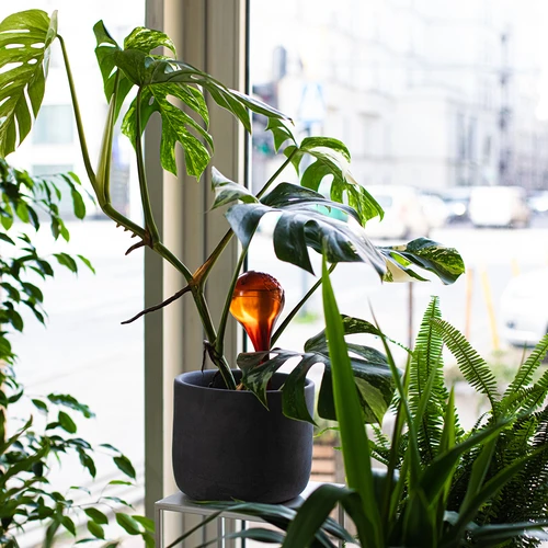 Laistymo rutuliai augalams, gintariniai skaidrūs, 400 ml, 2 vnt. - 11