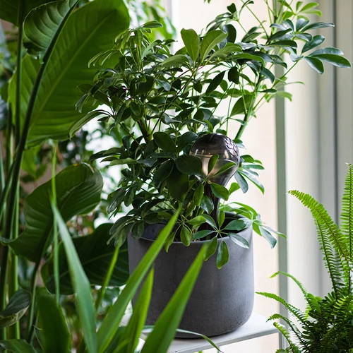 Laistymo rutuliai augalams, juodi permatomi, 400 ml, 4 vnt. - 9