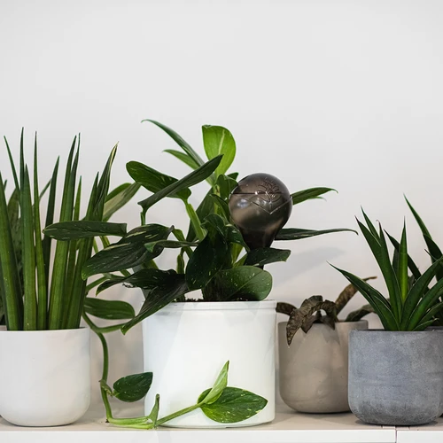 Laistymo rutuliai augalams, juodi permatomi, 400 ml, 4 vnt. - 10