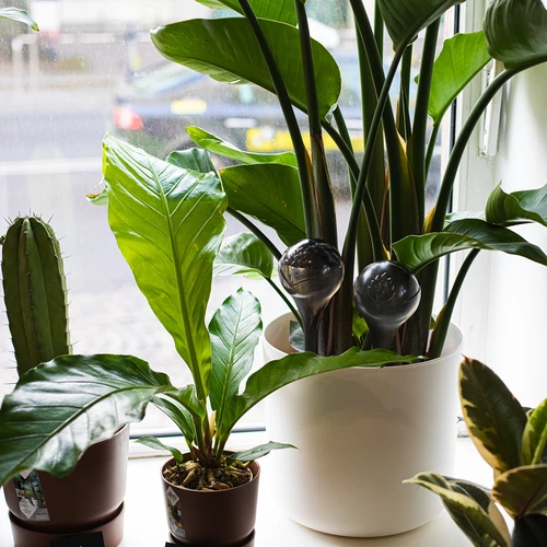 Laistymo rutuliai augalams, juodi permatomi, 400 ml, 4 vnt. - 12