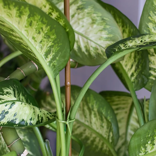 Padengtas plieninis bambuko formos kuolas, 180 cm x 11 mm - 4