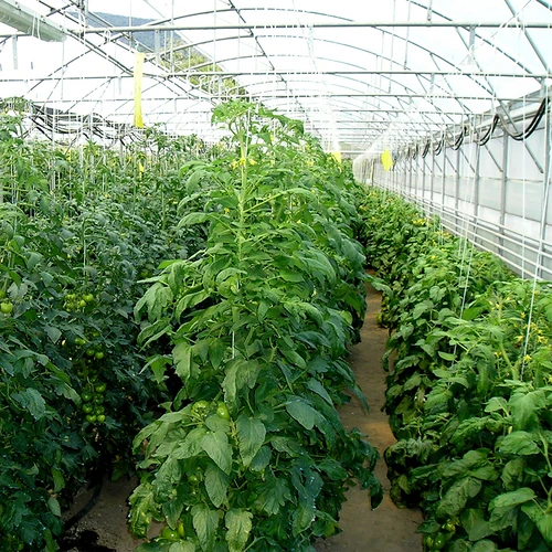 Polipropileno virvelė 1 mm/65 m/50 g - 5