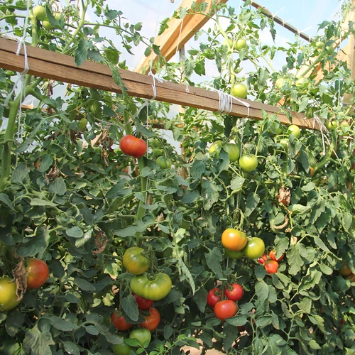 Polipropileno virvelė 1 mm/65 m/50 g - 7