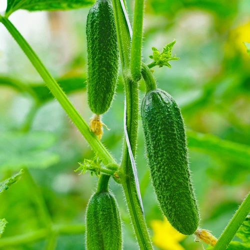 Polipropileno virvelė 1 mm/65 m/50 g - 6