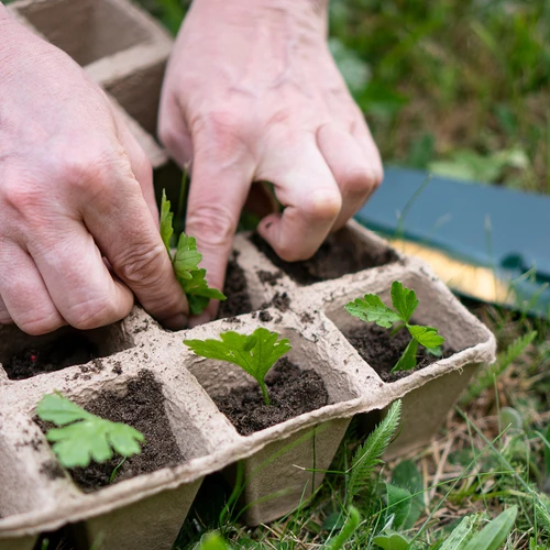 Popieriniai vazonėliai 6 x 6 x 6, 5 vnt. rinkinys - 6
