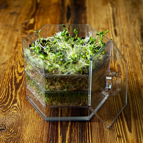 Sėklų rinkinys daigams - 10 pakuočių - 7