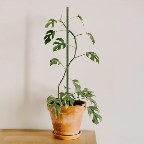 Sodo atraminiai kuolai Bioogród – dengti plieniniai, 0,9 m, Ø 8 mm, 10 vnt. - 4