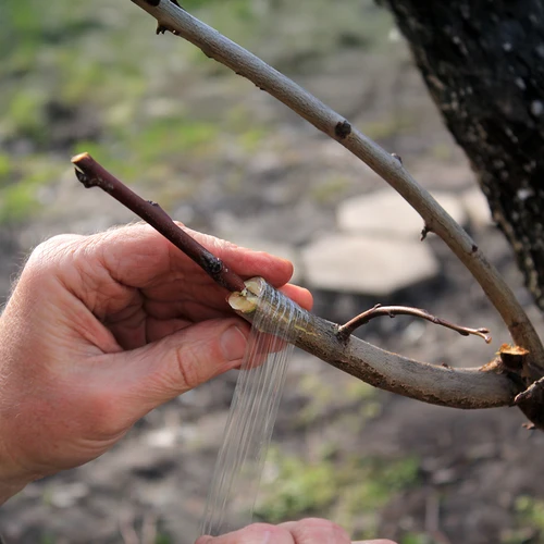 Sodo skiepijimo juosta, skaidri, 100 m x 3 cm - 4