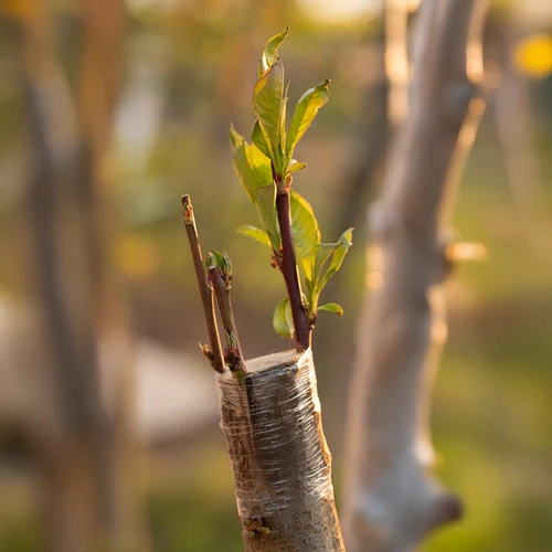 Sodo skiepijimo juosta, skaidri, 100 m x 3 cm - 5