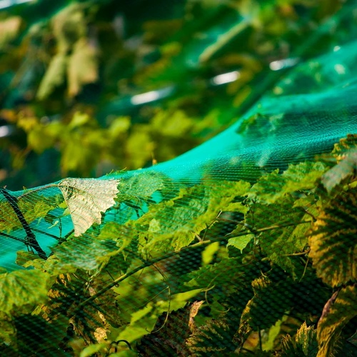 Tinklas apsaugai nuo paukščių, žalias, 5 m x 10m - 5