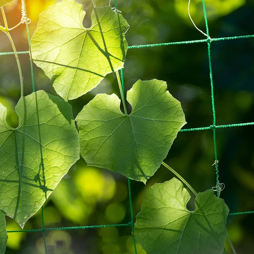 Tinklas vijokliams, 1,8 x 2,7m - 6