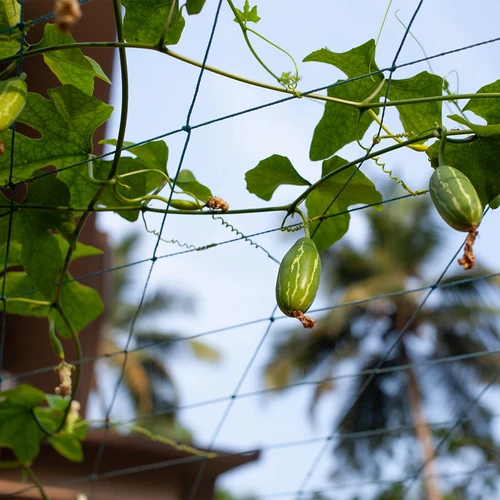 Tinklas vijokliams, 1,8 x 2,7m - 7