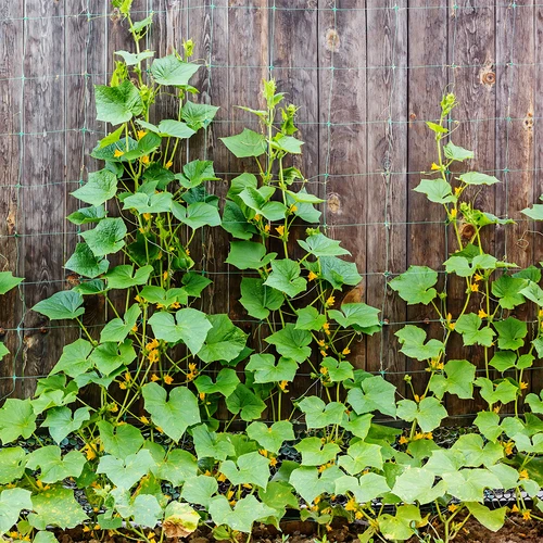 Tinklas vijokliniams augalams: 2 x 20 m - 5