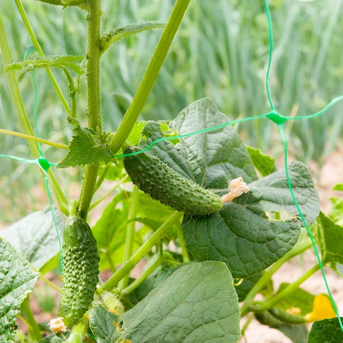 Tinklas vijokliniams augalams: 2 x 20 m - 6