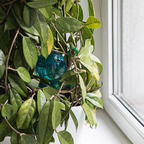 Trigubas (trijų kamerų) laistymo kamuolys, permatomas mėlynas, 600 ml - 7