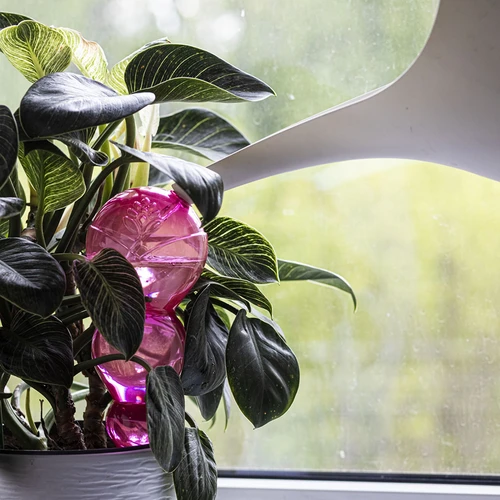 Trigubas (trijų kamerų) laistymo kamuolys, skaidrus rožinis, 600 ml - 6